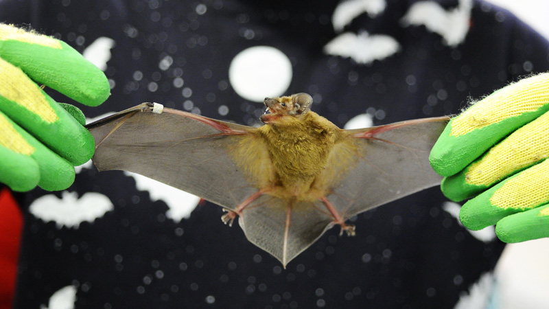 Peter Daszak’s EcoHealth Was Just Awarded Another NIH Grant To Study Bat Coronaviruses