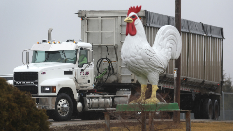 1.8 Million Chickens Slaughtered in Nebraska as Bird Flu Pecks Away at Food Supply