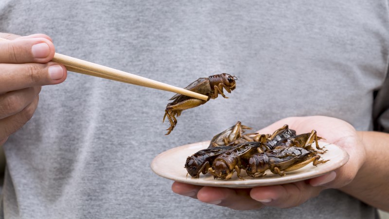 Watch: Americans Ready To Eat Bug-Based Foods To Fight Climate Change