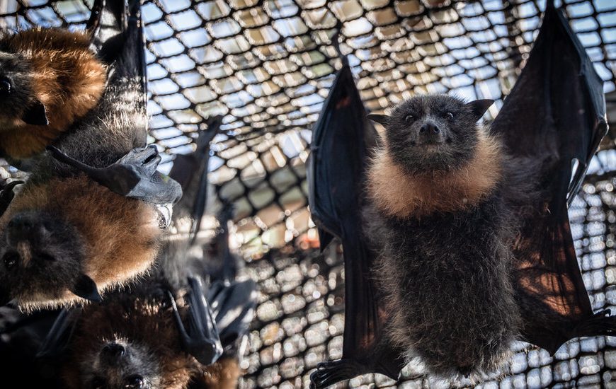 As Temperatures Rise, Melbourne’s Bats Get Their Own Sprinkler System