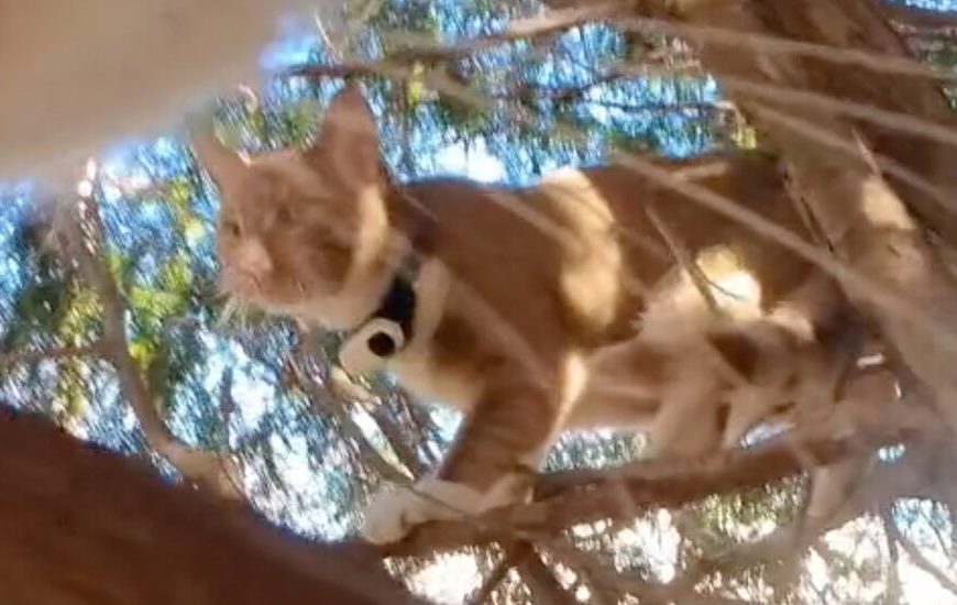 In Some Viral Cat Videos, the Cats Are the Stars and Filmmakers