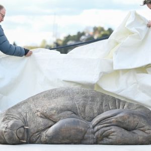 Freya, the Walrus Killed by Norwegian Officials, Is Immortalized as a Sculpture